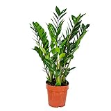 Bloomique - Zamioculcas Zamiifolia - Glücksfeder - ZZ Pflanze - Zimmerpflanzen...