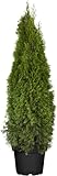 Thuja occidentalis 'Smaragd' - Lebensbaum, 120-140cm, Immergrün, Pflegeleicht,...