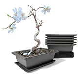 maiple 6 Stück Bonsai Trainingsschalen, 23x17x8cm, rechteckige Bonsaitöpfe aus...