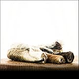 Rinderkopfhaut mit Fell - 1000g - von George and Bobs