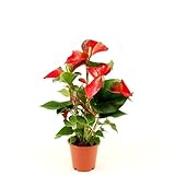 Rote Flamingoblume (Anthurium andraeanum 'Red Bull') – Exotische...
