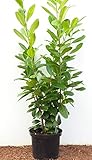 Kirschlorbeer Heckenpflanzen immergrün Sichtschutz Prunus lauroc.'Novita' im...