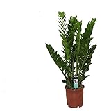 Zamioculcas Zamiifolia Zanzibar Glücksfeder 110-120 cm – Pflegeleichte...