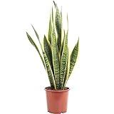 Bogenhanf - pflegeleichte Zimmerpflanze, Sansevieria trifasciata Laurentii -...