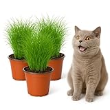 mgc24 Katzengras Cyperus zumula - Echtes Zyperngras im 12er Topf, fertig...