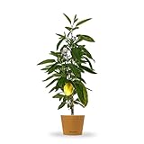 Bloomify® Melonenbirne 'Melanie' | 20 bis 25 cm große ertragreiche...