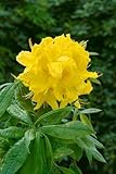 Rhododendron luteum 'Goldstück' 30-40 cm - Gelber Rhododendron, leuchtend gelbe...