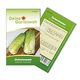 Zichoriensalat Zuckerhut Samen - Cichorium intybus - Salatsamen - Gemüsesamen -...