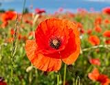Klatschmohn Samen lat. Papaver für 16m2 roter Mohnsamen als Mohnwiese, Mohn...