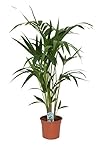 Kentia Palme (Howea forsteriana) 100-120 cm - Robuste Zimmerpflanze für...