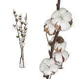 3 Zweige echte Baumwolle - 65 bis 75cm - 7 bis 9 Blüten pro Baumwollzweig -...