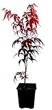 Seedeo® Roter Fächerahorn (Acer palmatum atropurpureum) ca. 30-40 cm hoch