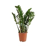 Bloomique - Zamioculcas Zamiifolia - Glücksfeder - Zimmerpflanzen Groß - Sehr...