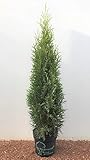 Thuja occidentalis 'Smaragd' 60–80 cm – Immergrün, Winterhart, Pflegeleicht...