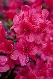 Rhododendron obt.'Diamant Rot' -R- C 2 20-25 Japanische Azalee 'Diamant...