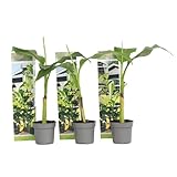 Plant in a Box - Musa Basjoo - Höhe 25-40cm - 3er Set - Bananenpflanze...