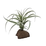 Lucky Reptile Tillandsie