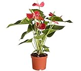 Dehner Große Flamingoblume - Anthurie, rot-farbene Blüten, ca. 50-60 cm, Ø...