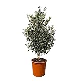 Olivenbaum Olea Europaea Strauchform Immergrün Winterhart bis -18°C ideal für...