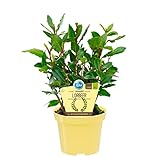 Bio Gewürzlorbeer, (Laurus nobilis), Kräuter Pflanzen aus nachhaltigem Anbau...