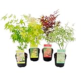 Plant in a Box - Acer palmatum - Japanischer Ahorn Baum Winterhart - 4er Set -...