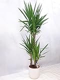 Yucca elephantipes 3er Tuff mit dicken Stämmen 140 cm/Zimmerpflanze Palme /...