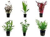 Tropica Hintergrund Set mit 6 Topf Pflanzen Aquariumpflanzenset Nr.24...