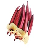 Rote Okra 50 Samen -Abelmoschus esculentus- ***Kalorienarme***