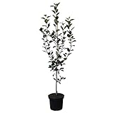 Apfelbaum Elstar zweijähriger kräftiger Apfel Buschbaum Obstbaum ca. 110-140...