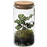 Ecoworld Tropical Weck Glas - Flaschengarten mit Lampe - Mini Pflanzen Terrarium...