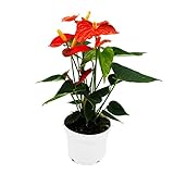 Exotenherz - Flamingoblume - Anthurium andreanum - Anthurie - 12cm Topf -...