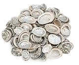 NaDeco Haliotis pulcherina, 0,5 kg, ca. 3-5cm, ca. 70-90 STK| Kleine Abalone...