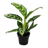 Aglaonema Amazon Silver - Buntblättriger Kolbenfaden - Ausgefallene Sorten -...