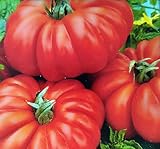 20 Samen Tomate Costoluto Fiorentino stark gerippt Tomaten Fleischtomaten