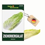 Zichoriensalat Zuckerhut Samen - Cichorium intybus - Salatsamen - Gemüsesamen -...
