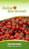 Kirschtomate Bajaja Samen - Solanum lycopersicum - Tomatensamen Cherrytomaten...
