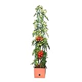 BioGreen Pflanzen-Aufzucht-Turm „Maxitom“ mit Rankhilfe und 2 Liter...