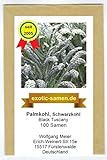 Palmkohl - Schwarzkohl - der Urkohl - Black Tuscany - milder als Grünkohl - 100...
