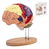Menschliches Gehirn Modell für Anatomie & Neuroanatomie, 2X Lebensgroßes...