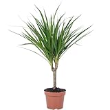 Drachenbaum - pflegeleichte Zimmerpflanze, Dracaena Marginata - Höhe ca. 35 cm,...