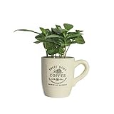 Echte Kaffee Pflanze coffea arabica ca. 30cm - pflegeleichter Kaffeestrauch,...