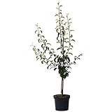 Birnenbaum Novemberbirne, Novembra robuste Spätherbst- Birne, Buschbaum im 10...