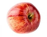 Malus Domestica Cox Orange Pippin Apfelbaum 100–120 cm Halbstamm –...