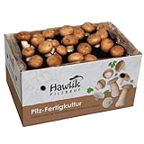 Hawlik Pilzbrut Champignons selber züchten – Steinchampignon Pilzzuchtset XXL...
