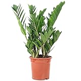 Glücksfeder - pflegeleichte Zimmerpflanze, Zamioculcas zamiifolia 3+ - Höhe...