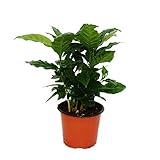 Exotenherz - Kaffeepflanze - Coffea arabica - 1 Pflanze - pflegeleicht -...