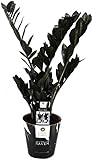 'Zamioculcas Raven 60 cm – Schwarze Zamioculcas Zimmerpflanze, Pflegeleicht &...