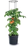 KOTARBAU® Tomatenturm 110 cm Tomatentopf Rankhilfe für Tomaten Gurken Gemüsen...