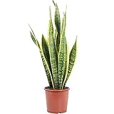 Bogenhanf - pflegeleichte Zimmerpflanze, Sansevieria trifasciata Laurentii -...