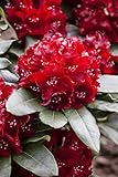 Rhododendron Hybr.'Cherry Kiss' -R- C 5 30-40 Rhododendron 'Cherry...